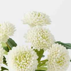 Dahlia in Glass Vase