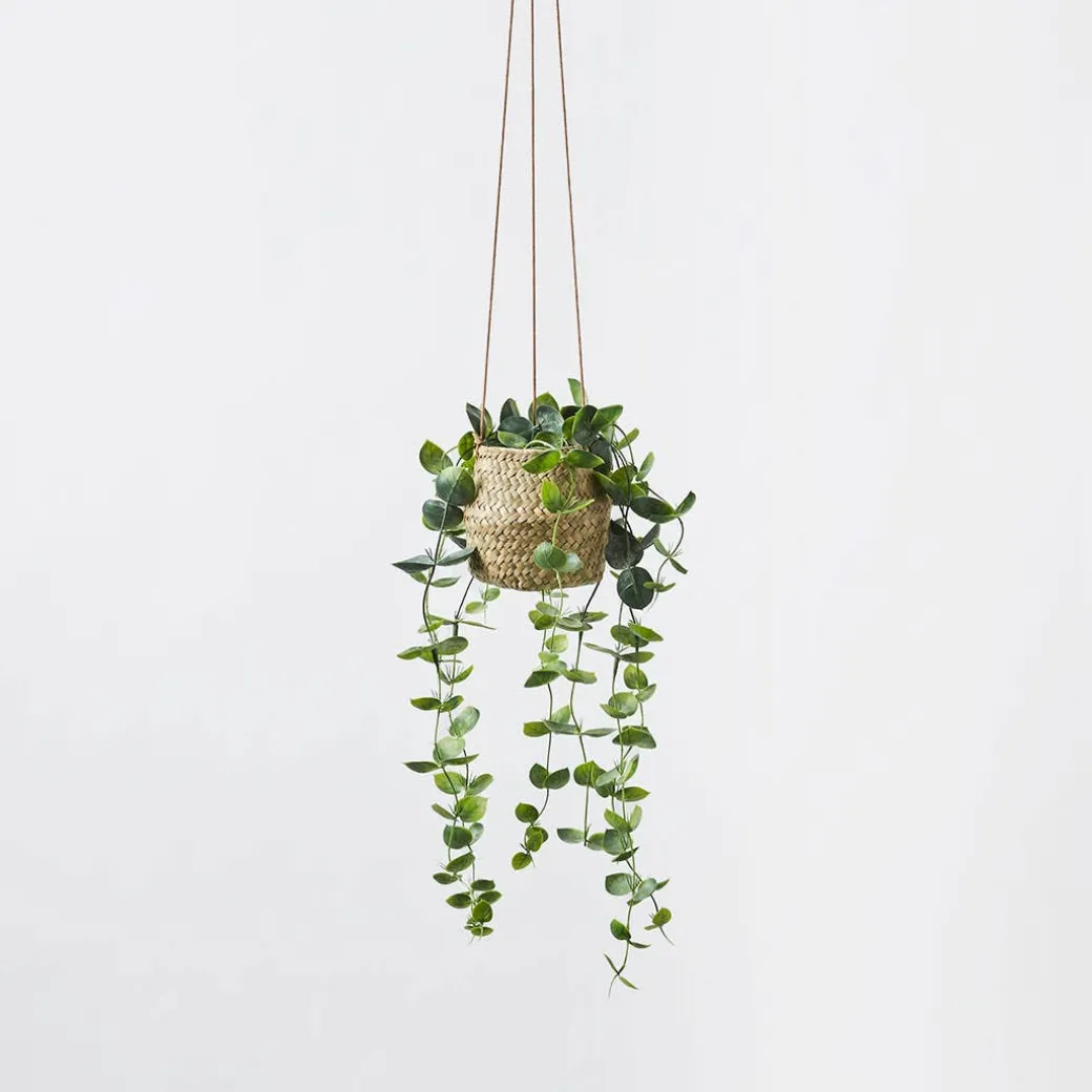 Hanging Plant - String Of Hearts