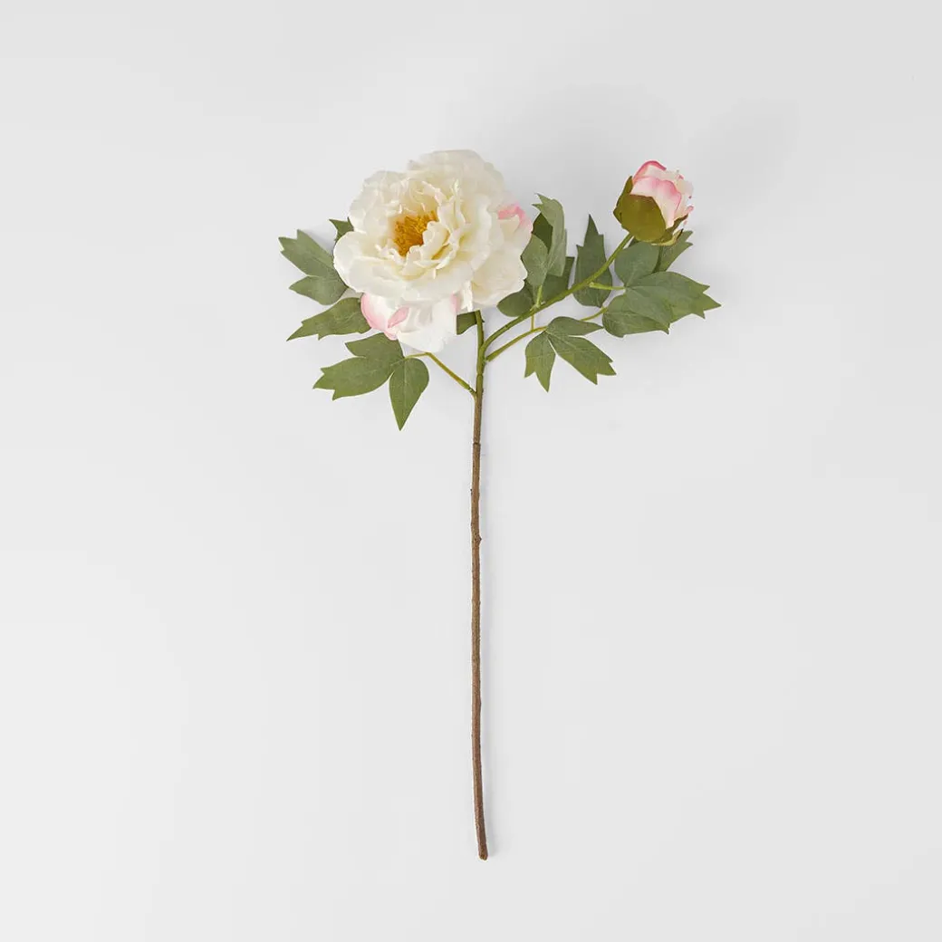 Peony Stem